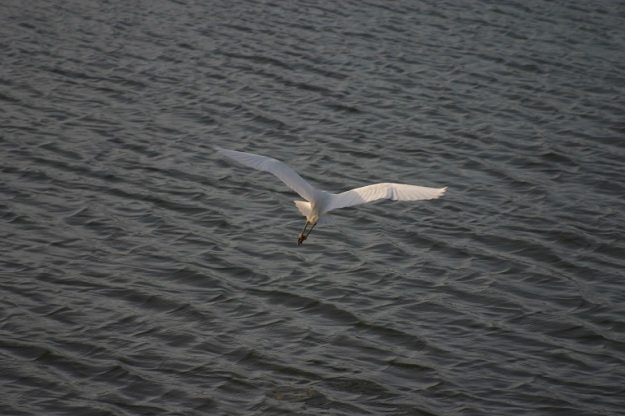 The exquisitely graceful snowy egret taking flight beneath wind-rippled bay water.