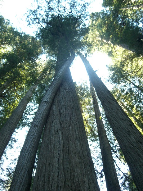 Redwood buddies in Humboldt Co.